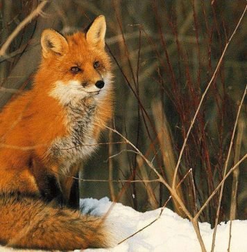 Лисица – рыжая плутовка: что мы знаем о ней?