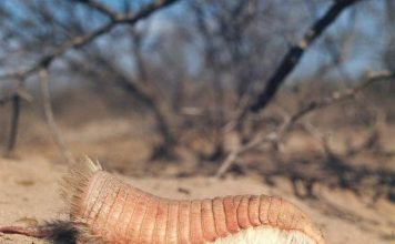 Плащеносный броненосец по кличке «пичисиего»