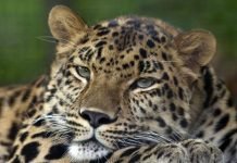 Индийский леопард – величественная «кошка»