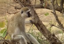 Верветка – карликовая зеленая мартышка