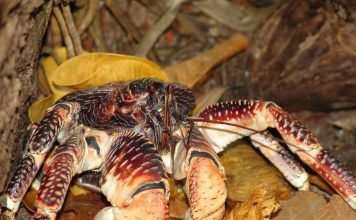 Пальмовый вор, или кокосовый краб: что это за существо?