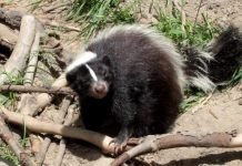 Полосатый скунс