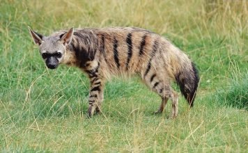 Земляной волк