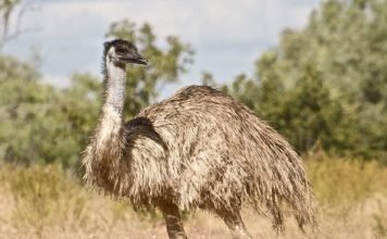 Птица эму – вовсе не страус!