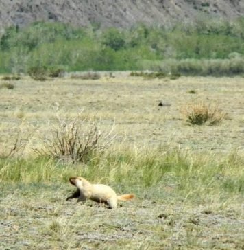 Тарбаган – степной грызун