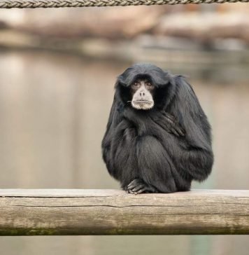 Обезьяна сиаманг