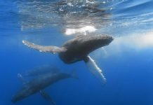 Горбач (горбатый кит)