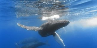 Горбач (горбатый кит)