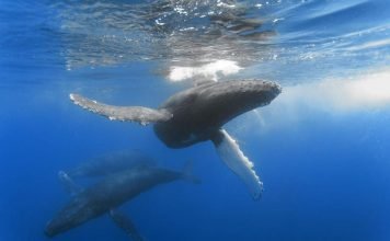 Горбач (горбатый кит)