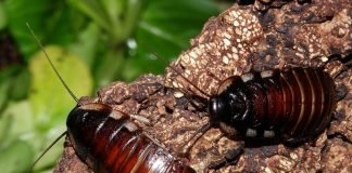 Шипящий таракан из Мадагаскара