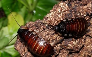 Шипящий таракан из Мадагаскара