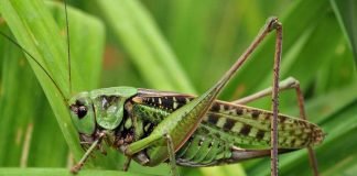 Кузнечик – зеленый попрыгун
