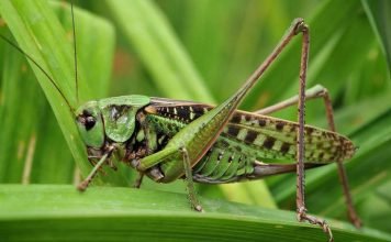 Кузнечик – зеленый попрыгун