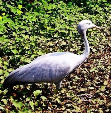 Серый журавль