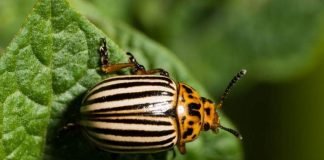 Колорадский жук — полосатое несчастье огородников