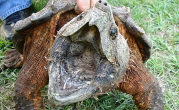 Грифовая черепаха — обитательница южных рек США