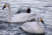 Малый лебедь