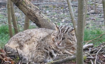 Леопардовый кот – основатель бенгальской породы