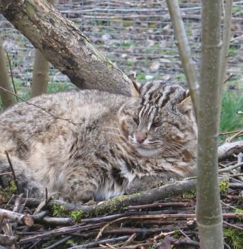Леопардовый кот – основатель бенгальской породы