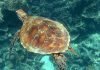 Морские черепахи