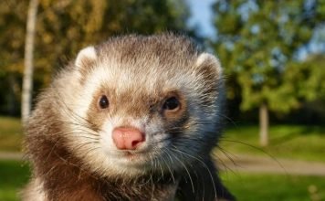 Хорек обыкновенный (лесной)