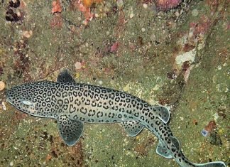 Леопардовая акула: фото пятнистой хищницы