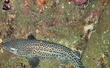 Леопардовая акула: фото пятнистой хищницы