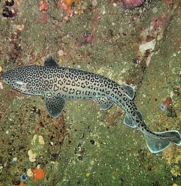 Леопардовая акула: фото пятнистой хищницы