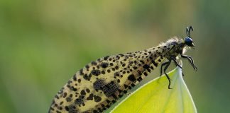 Муравьиный лев – хищное насекомое