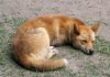 Динго – собака, которая не лает