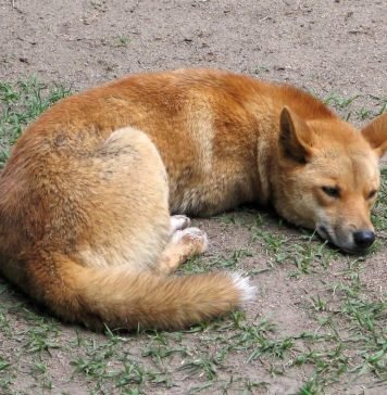 Динго – собака, которая не лает