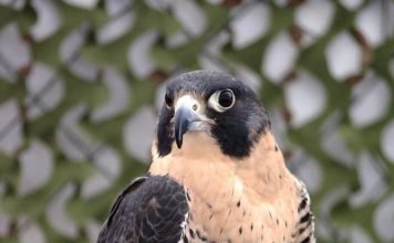 Сапсан – стремительный сокол