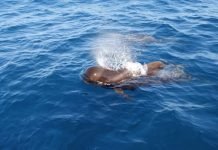 Гринда – шароголовый дельфин