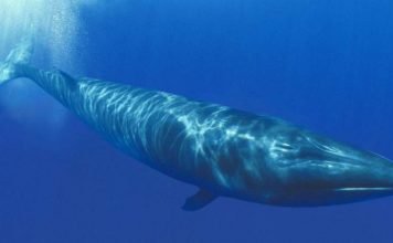 Сейвал – большой усатый кит