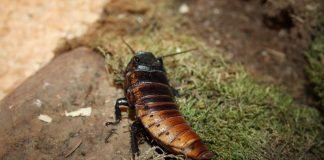 Мадагаскарский таракан