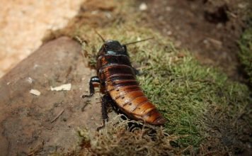Мадагаскарский таракан