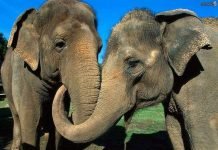 Индийский слон: фото и видео животного