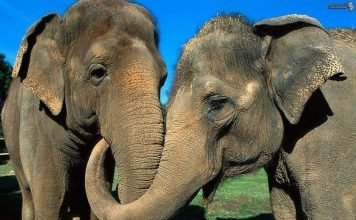 Индийский слон: фото и видео животного