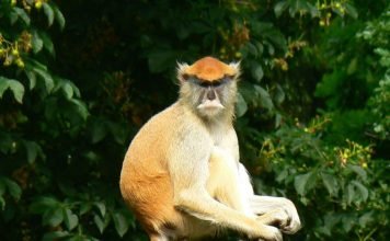 Мартышка-гусар