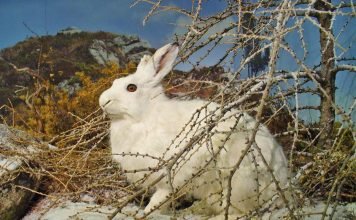 Заяц-беляк (лат. Lepus timidus)
