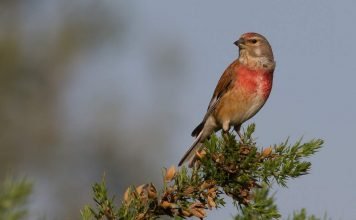 Птица коноплянка