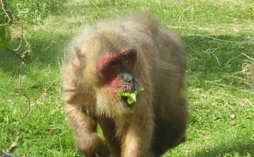 Медвежий макак