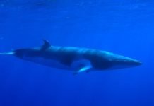 Малый полосатик – самый «младший» из китов