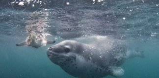 Морской леопард – кровожадное создание