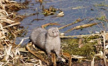 Норка – зверек с ценным мехом