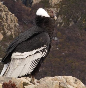Птица кондор: южноамериканский «белый воротничок»