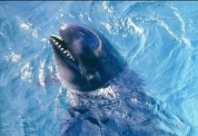 Малая косатка: немного о жизни дельфинов