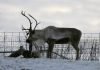 Животное северный олень: описание, видео и фото