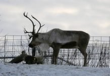 Животное северный олень: описание, видео и фото