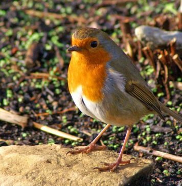 Малиновка: интересные факты из жизни красногрудой птахи